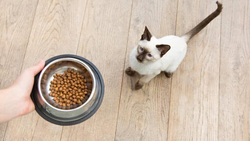 Is it harmful for cats to eat dog clearance food